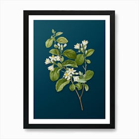 Vintage Snowdrop Bush Botanical Art on Teal Blue n.0327 Art Print