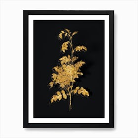 Vintage Alpine Rose Botanical in Gold on Black n.0118 Art Print