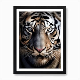 Color Photograph Of A Tiger Face Art Print