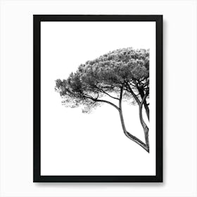 Italian Cypress Tree In Black And White Art Print