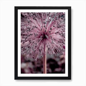 Allium Pink Flower Art Print