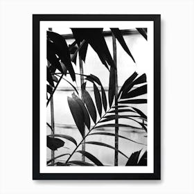 Botanical Shadow Art Print