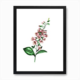 Foxglove Art Print