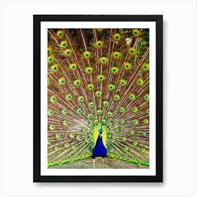 Peacock Displaying Feathers 1 Art Print