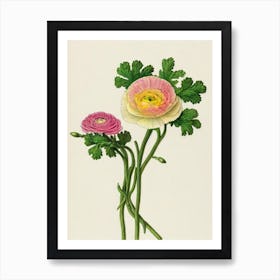 Ranunculus Vintage Botanical 3 Flower Art Print