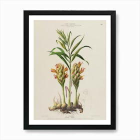 Botanical Illustration Of A Plant Art Print