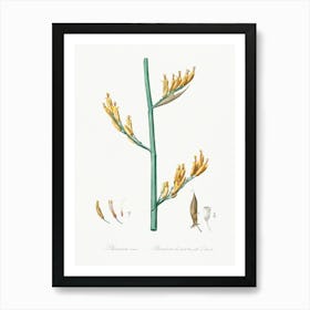 New Zealand Flax Illustration From Les Liliacées (1805), Pierre Joseph Redoute 1 Art Print