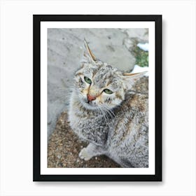 Cat mood Art Print