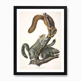 Cat Squirrel, John James Audubon Art Print