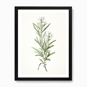 Rosemary Vintage Botanical Herbs 0 Art Print