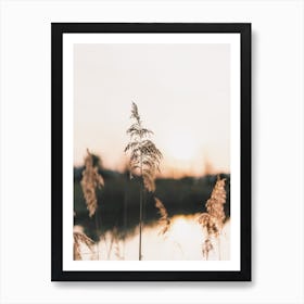 Pampas Sunset Art Print