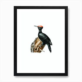 Vintage Black Woodpecker Bird Illustration on Pure White n.0032 Art Print