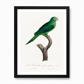 The Grey Cheeked Parakeet (Brotogeris Pyrrhoptera) From Natural History Of Parrots, Francois Levaillant Art Print