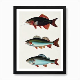 Hake Vintage Poster Art Print