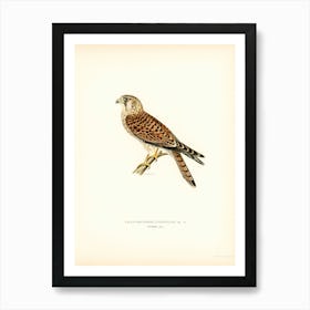 Common Kestrel (Falco Tinnunculus), The Von Wright Brothers Art Print