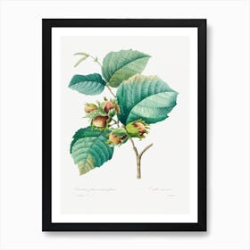 Hazelnut, Pierre Joseph Redouté Art Print