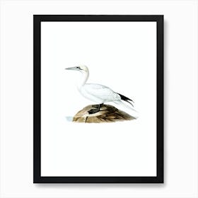 Vintage Northern Gannet Bird Illustration on Pure White Art Print