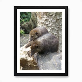 Mammals Animals in the Woodland  Art Print