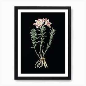 Vintage Lily of the Incas Botanical Illustration on Solid Black n.0305 Art Print