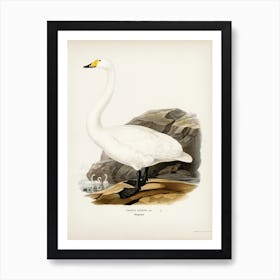 Whooper Swan (Cygnus Cygnus), The Von Wright Brothers Art Print