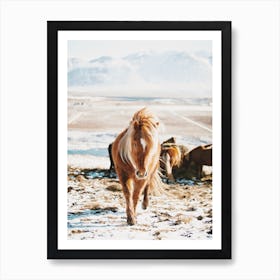 Shaggy Iceland Horse Art Print