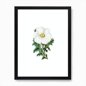 Vintage Mexican Poppy Flower Botanical Illustration on Pure White Art Print