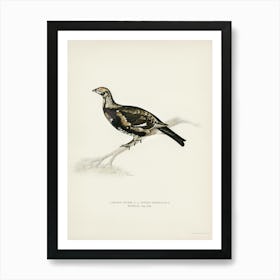Hybrid Between Black Grouse And Willow Ptarmigan, The Von Wright Brothers 1 Art Print