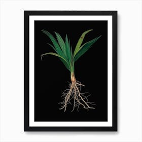 Vintage Date Palm Tree Botanical Illustration on Solid Black n.0309 Art Print