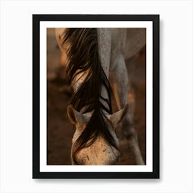 Art of the horse - Al Wathba Abu Dhabi UAE photo print - moody animal photography art Art Print