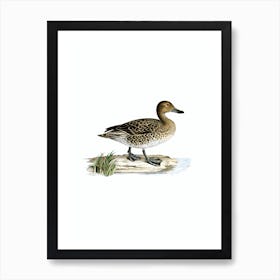 Vintage Northern Pintail Duck Bird Illustration on Pure White n.0136 Art Print