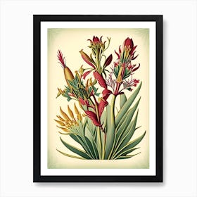 Kangaroo Paw 2 Floral Botanical Vintage Poster Flower Art Print