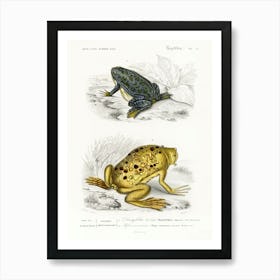 Shrinking Frog (Pseudis Merianae) And Surinam Toad (Pipa Americana), Charles Dessalines D' Orbigny Art Print
