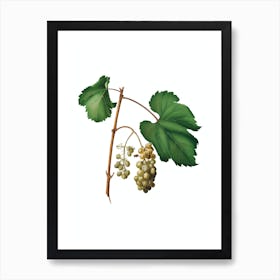 Vintage Friulli Grape Botanical Illustration on Pure White n.0818 Art Print