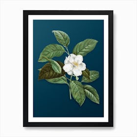 Vintage Stewartia Tree Botanical Art on Teal Blue Art Print