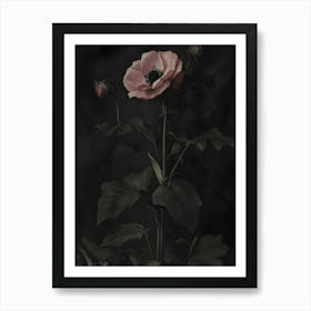 Pink Poppy 1 Art Print