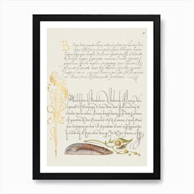 Noah S Ark Shell And Sneezewort From Mira Calligraphiae Monumenta, Joris Hoefnagel Art Print