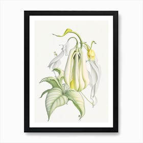 Angel S Trumpet Floral Quentin Blake Inspired Illustration 2 Flower Art Print