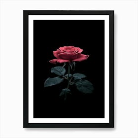 Black Rose 11 Art Print