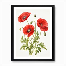 Poppies Flower Vintage Botanical 0 Art Print