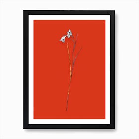 Vintage Blue Pipe Black and White Gold Leaf Floral Art on Tomato Red n.0529 Art Print