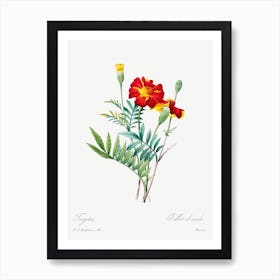 Mexican Flower, Pierre Joseph Redoute Art Print