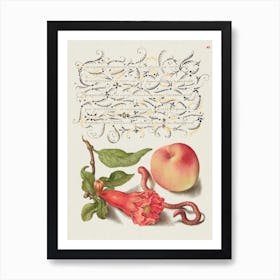 Pomegranate, Worm, And Peach From Mira Calligraphiae Monumenta Or The Model Book Of Calligraphy (1561–1596), Joris Hoefnagel Art Print