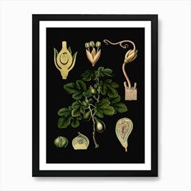 Vintage Bollmann 4 Feigenbaum Art Print