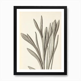 Crocus Vintage Botanical 2 Flower Art Print