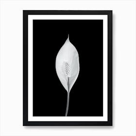 Black And White Peace Lily 1 Art Print