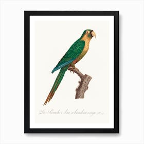 The Musk Lorikeet From Natural History Of Parrots, Francois Levaillant, Francois Levaillant Art Print