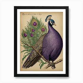 Peacock 2 Art Print