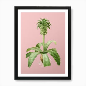 Vintage Eucomis Regia Botanical on Soft Pink n.0755 Art Print