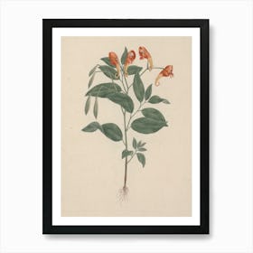 Impatiens Rothii Hook. f. (Balsam), Luigi Balugani Art Print