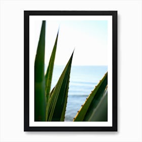 Agave and the Sea // Ibiza Nature & Travel Photography Art Print